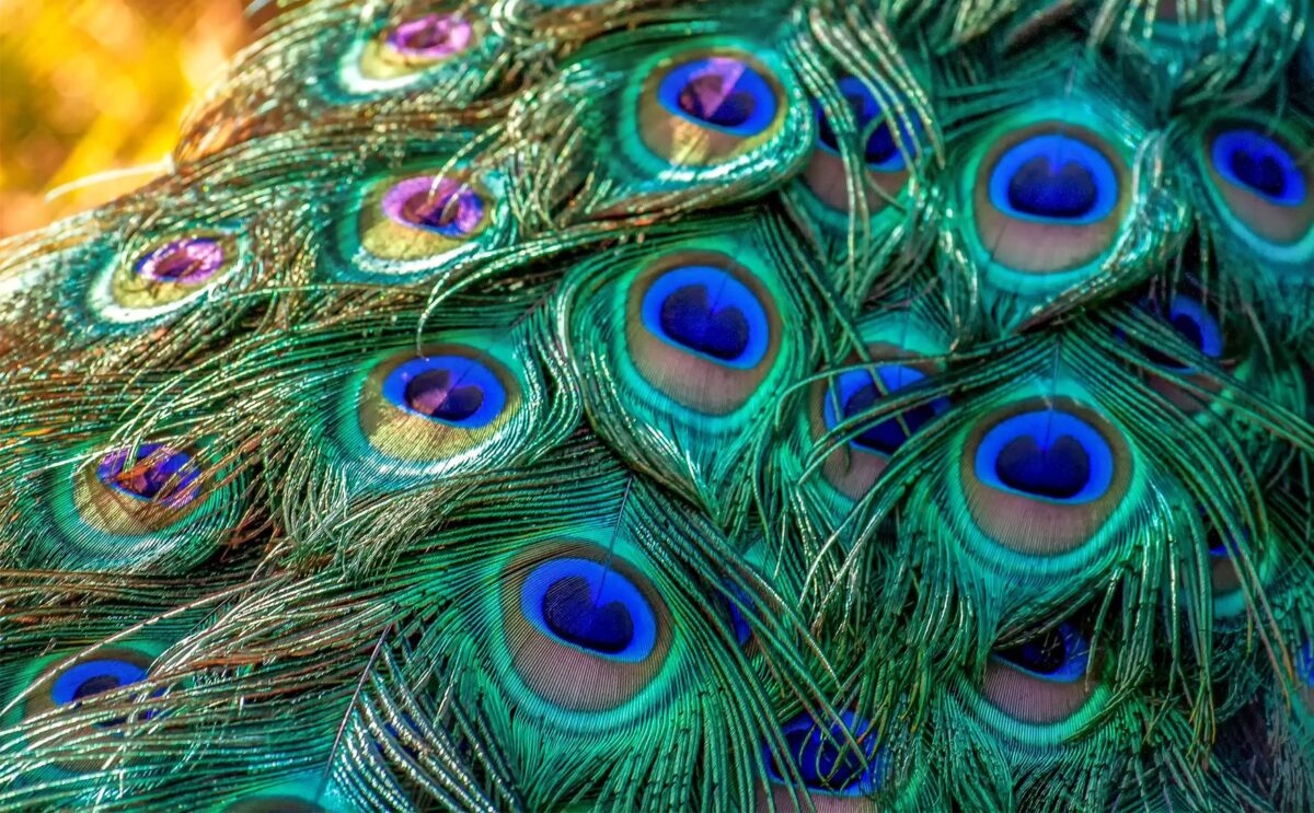 https://www.nationalsolutions.com/assets/uploads/peacock-feathers-copy-scaled.jpg